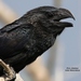 Smooth-billed Ani - Photo (c) Elvis Jimenez, some rights reserved (CC BY-NC), uploaded by Elvis Jimenez