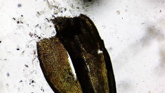 Vinealobryum vineale