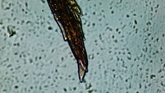 Vinealobryum vineale