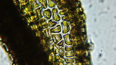 Vinealobryum vineale