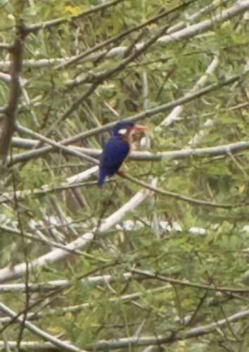 Malachite Kingfisher