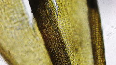 Vinealobryum vineale