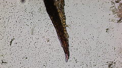 Vinealobryum vineale