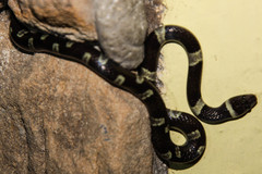 Leptodeira nigrofasciata