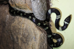 Leptodeira nigrofasciata