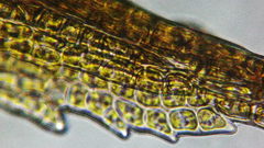 Vinealobryum vineale