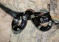 Leptodeira nigrofasciata