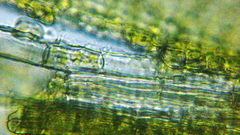 Vinealobryum vineale