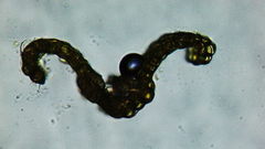 Vinealobryum vineale