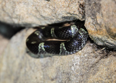 Leptodeira nigrofasciata