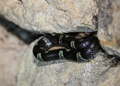 Leptodeira nigrofasciata