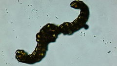 Vinealobryum vineale