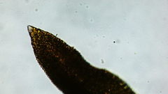 Vinealobryum vineale