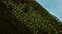 Vinealobryum vineale