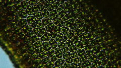 Vinealobryum vineale