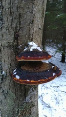 Fomitopsis pinicola