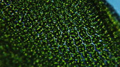 Vinealobryum vineale