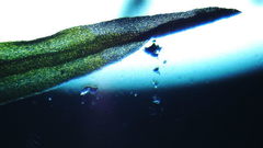 Vinealobryum vineale