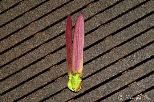 Dipterocarpus grandiflorus observed 2026-04-20