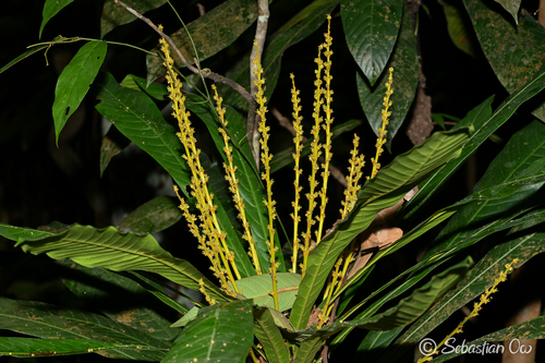 Agrostistachys observed 2026-04-20