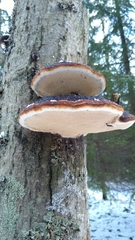 Fomitopsis pinicola