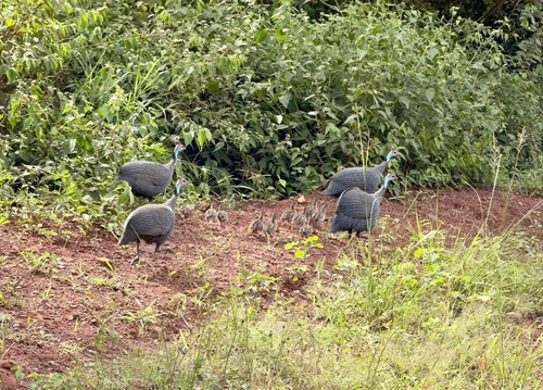 Helmeted Guineafowl