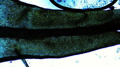 Vinealobryum vineale