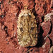 Goldenrod Leaffolder Moth - Photo (c) Diane P. Brooks, some rights reserved (CC BY-NC-SA), uploaded by Diane P. Brooks