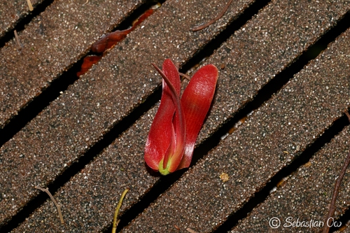 Shorea macroptera observed 2026-04-20