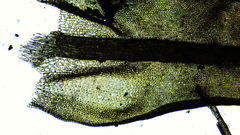 Vinealobryum vineale