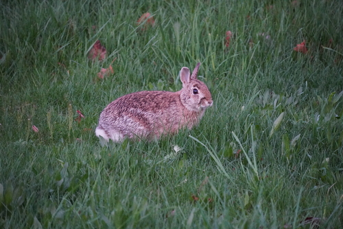 Eastern Cottontail photographed in Rhode Island