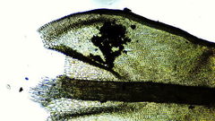 Vinealobryum vineale