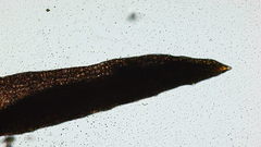 Vinealobryum vineale