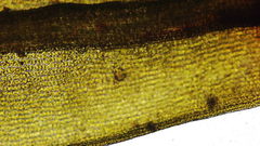 Vinealobryum vineale