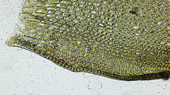 Vinealobryum vineale