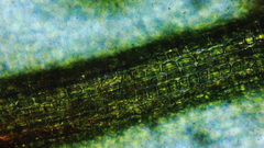 Vinealobryum vineale