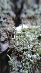 Cladonia coniocraea