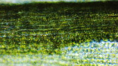 Vinealobryum vineale