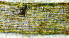 Vinealobryum vineale