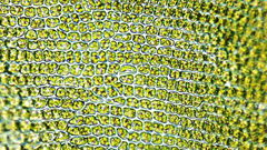 Vinealobryum vineale