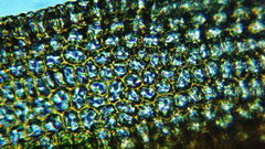 Vinealobryum vineale