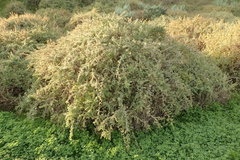 Atriplex amnicola