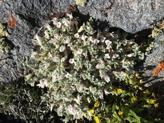 Astragalus purshii lectulus