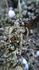 Cladonia coniocraea