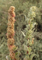 Atriplex amnicola