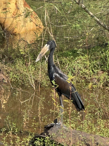 African Openbill