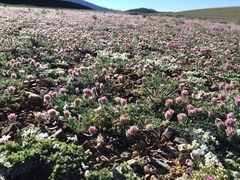 Trifolium andersonii