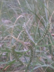 Eleusine tristachya