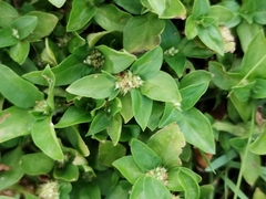 Spermacoce exilis