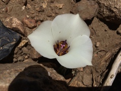 Calochortus bruneaunis